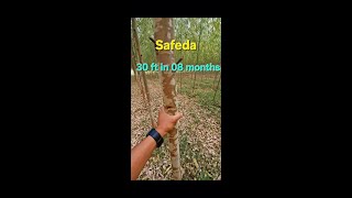 EUCALYPTUS Safeda ki kheti kaise kare shorts farming eucalyptus [upl. by Conias]