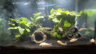 2910 Gallon Freshwater Planted Tank Glofish amp White Skirt Tetras Albino Catfish amp Nerite Snails [upl. by Howlyn]