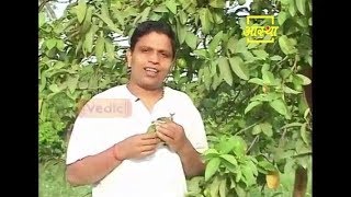 Ayurvedic Benefits of Guava for Teeth  Acharya Balkrishna [upl. by Eenhat767]