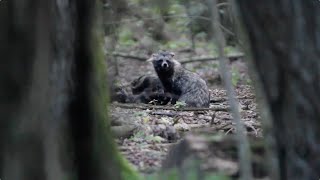 Raccoon Dog in the Białowieża Forest  Wild Poland [upl. by Care614]