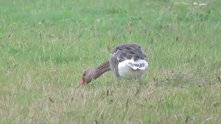 Greylag Goose Anser anser Grauwe Gans Landtong Rozenburg ZH the Netherlands 10 Nov 2024 15 [upl. by Llenil]