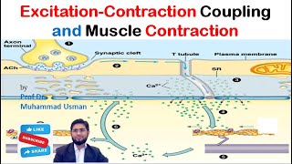 ExcitationContraction Coupling  Mechanism of Muscle Contraction  Muscle Physiology [upl. by Notsehc]