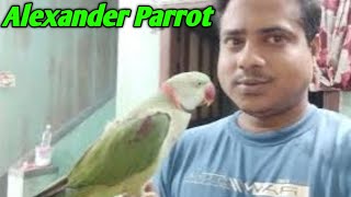 🦜 My home 🏠 Alexander tocking 👉 hand Team Parrot 🦜youtube parrot viralvideo [upl. by Benson]