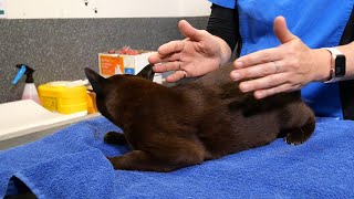 Checking a Resting Breathing Rate in your Cat [upl. by Wack325]