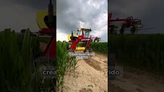 Perchè questo mais è cimato🌽 Video agrartechnickerding amp agromeccanica rocchi [upl. by Eirrehc]