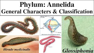 Annelida  Phylum Annelida  General characters of Annelida  Classification of phylum Annelida [upl. by Ennovihc546]