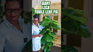 The BIGGEST Fiddle Leaf Fig Transformation  Soil to Leca [upl. by Shulock]