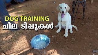 Dog Training ചില ടിപ്പുകൾ l labrador dog l Dog farming kerala [upl. by Bergren370]