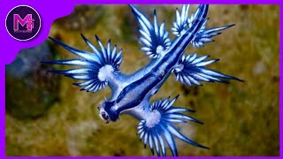 Dragão Azul  Glaucus atlanticus  Curiosidades [upl. by Annodas]