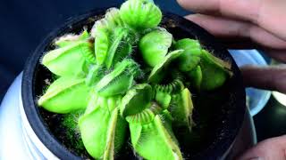 PlantH15 Cephalotus follicularis Hummers Giant  biweekly maintenance – 10624 [upl. by Ahseihs]