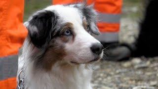 Hunde retten Menschenleben Einsatztraining bei der BRHRettungshundestaffel Oberrhein [upl. by Radnaskela846]