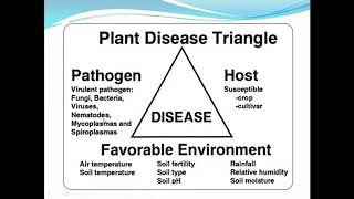 PATOGENESISPATHOGENESIS MEKANISME INFEKSI JAMUR PATOGEN [upl. by Jeniece137]