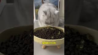 铲屎官都知道坚持给猫狗喂鱼油的重要性吗？正值换毛季，趁着有活动赶紧安排上吧萌宠好物 宠物鱼油 猫咪掉毛 科学养宠攻略 新手养猫 [upl. by Damour]