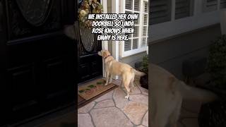 Neighbor Installs Doorbell For Her Daily Dog Visits love neighborhood dog beautiful [upl. by Sackville183]