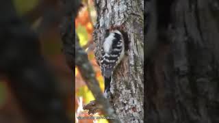 Hairy Woodpecker Making A Nest birdnest woodpecker [upl. by Dennett803]