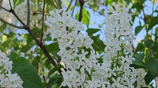 White Lilac  Syringa Vulgaris [upl. by Zetra549]