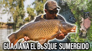 GUADIANA EL BOSQUE SUMERGIDO CARPFISHING TV [upl. by Allerus]