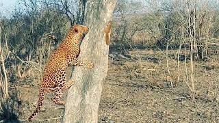 Squirrel Shows Leopard Who’s Boss [upl. by Berg]