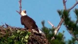 Mooseheart Bald Eagles [upl. by Llerrad384]