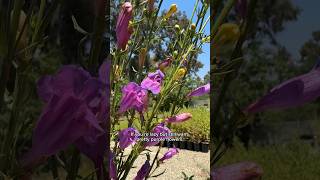 Southern California’s Three Native Penstemons [upl. by Eimerej142]