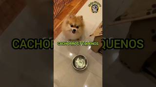 Cachorros GRANDES 🆚️ Cachorros PEQUENOS [upl. by Yasu]