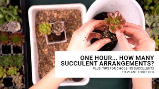 Tips for creating succulent arrangements [upl. by Henrie]