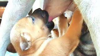 cute 🐶😘 newborn puppy 3daysold rest amp breastfeeding❤️❤️puppy cute love doglover dog animals [upl. by Jonell920]