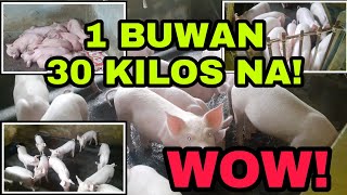 SEKRETO SA MABILIS NA PAGBIGAT NG ALAGANG BABOY SUNJIN AND I FEEDS [upl. by Annavoig8]