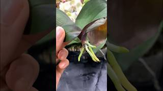 Growing orchids in plastic bottles and surprising results garden [upl. by Pauiie863]