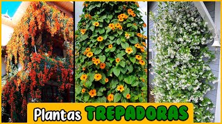 PLANTAS TREPADORAS con BELLAS FLORES para DECORAR tu HOGAR [upl. by Gayelord]