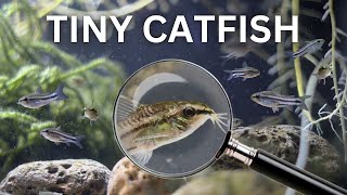 My Pygmy Catfish Colony 150 Day Evolution [upl. by Hassett137]