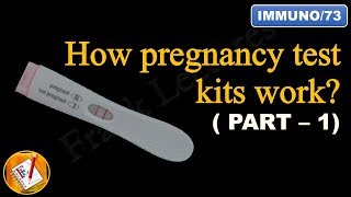 How pregnancy test kits work PART I FLImmuno73 [upl. by Aneba]