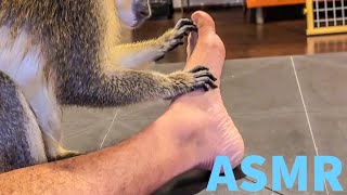 ASMR Monkey Primal Stimulation Foot amp Nail Grooming Relaxing During Sleep [upl. by Chang215]