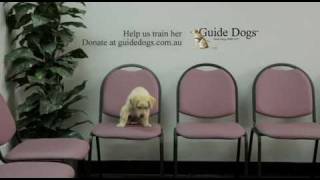 Guide Dogs Interviews TV Ad [upl. by Fabrianna27]