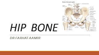 Hip bone Anatomy [upl. by Taite]