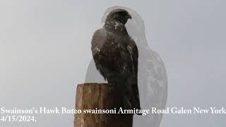 Swainsons Hawk Buteo swainsoni Montezuma New York 4152024 Armitage Road after Gravel Road [upl. by Anez]