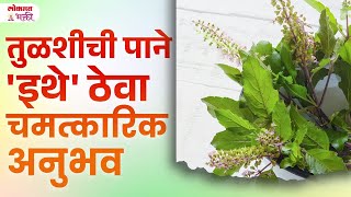 Chaturmasat Kara Tulshichya Panacha Upay Tulsi Chi Pane Kuthe Thevavi SG3 chatumas lokmatbhakti [upl. by Latta]