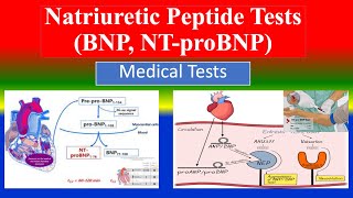 Natriuretic Peptide Tests BNP NT proBNP   What is   Uses  Need  Preparation  Results [upl. by Ycnay]