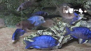 AQUARIUM MALAWI PLACIDOCHROMIS MDOKA CYRTOCARA MOORIIMalawi CichlidsACQUARIO MALAWI CON ROCCE DIY [upl. by Amorette]