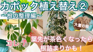 【観葉植物】カポック植え替え② 葉先が茶色くなったら根詰まりかも！ 鉢の大きさを変えずに植え替える [upl. by Ettesus945]