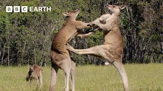 50 of the Greatest Fights in the Animal Kingdom  BBC Earth [upl. by Anoerb]