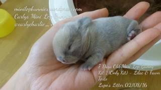 1  11 Day Old Mini Lop Baby Part 4 Bunny Rabbit Kit Runt  Surprise Litter miniature lop [upl. by Clareta]