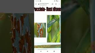 puccinia complete note [upl. by Relly]