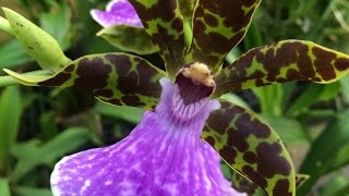 ZYGOPETALUM ORCHID CARE TIPS MILLENIUM MAGIC AND OTHER AWESOME GREEENHOUSE ORCHIDS [upl. by Martainn]