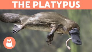 THE PLATYPUS 👀 Meet This CURIOUS and Fascinating MAMMAL [upl. by Gilbye]