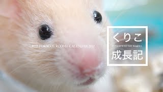 2019はむカレンダー作ったよ。【ハムスター】2019 Hamster Calendar [upl. by Walliw]