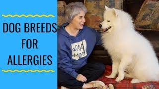 Are Samoyeds Hypoallergenic [upl. by Nylinej]