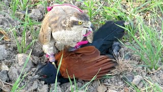 Wonderful hunt of greater coucal  Goshawk hunting Sr26  Raptors Today [upl. by Nileuqay]