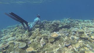 Spearfishing Australia The reefs of Mission Beach [upl. by Samot]