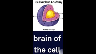 Nucleus Protoplasm Shorts  mdcat biology nucleus physiology [upl. by Aerdnua359]